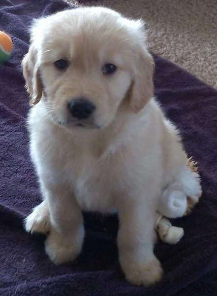 Golden retriever pui