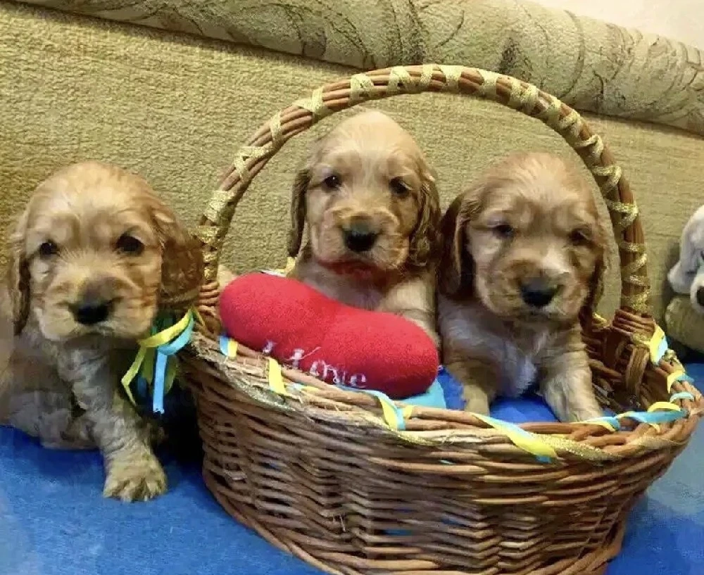 Cocker spaniel pui