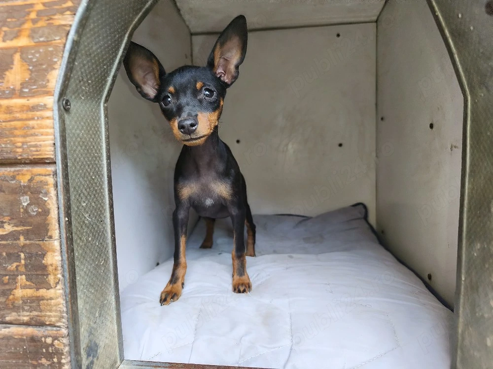 pinscher pitic toy de vanzare caine de apartament