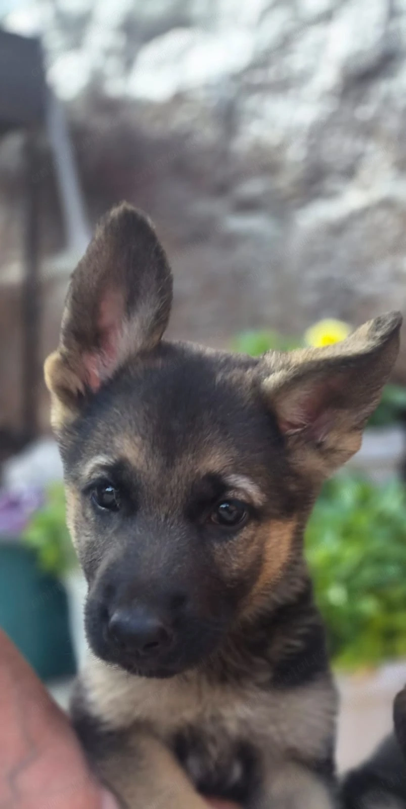 Pui Ciobanesc german 