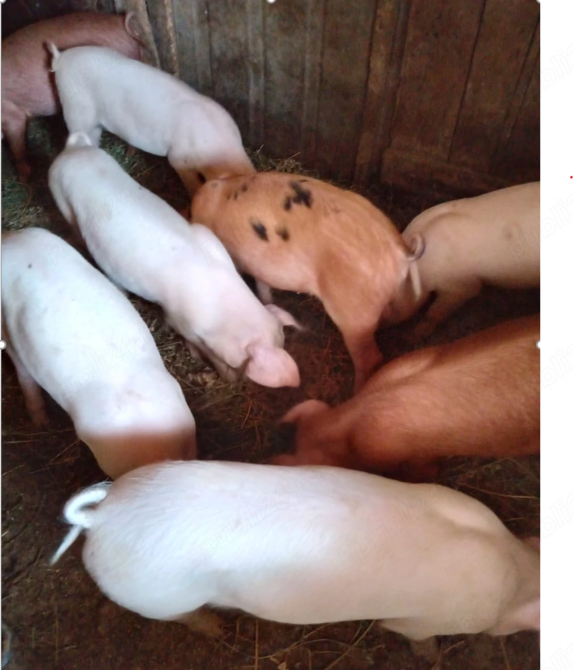 Purcei marele alb cu duroc 11 saptamani