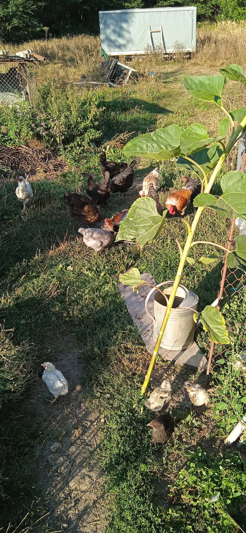 Găini de țară de vânzare 
