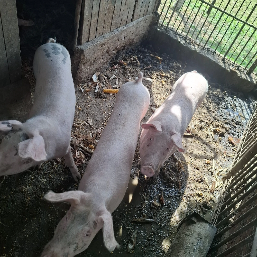 Vand porci de tara