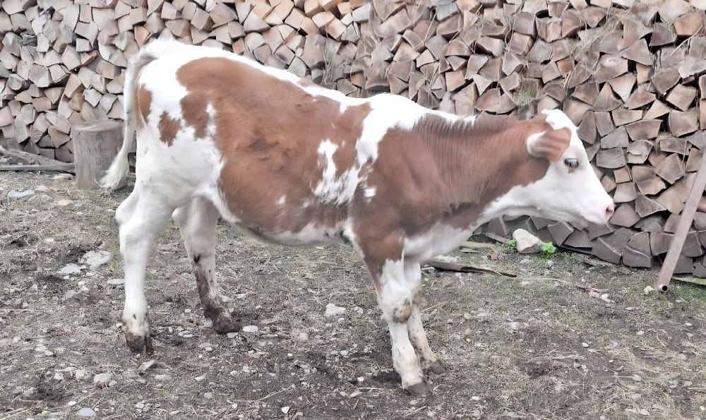 Vând vițică 3 luni