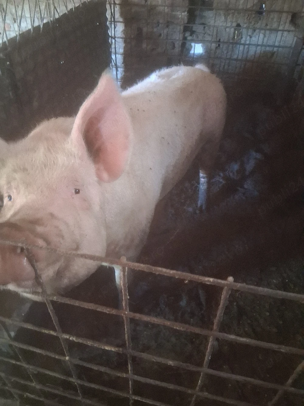 scrofa de vânzare 