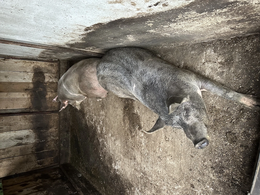Porci de vânzare 