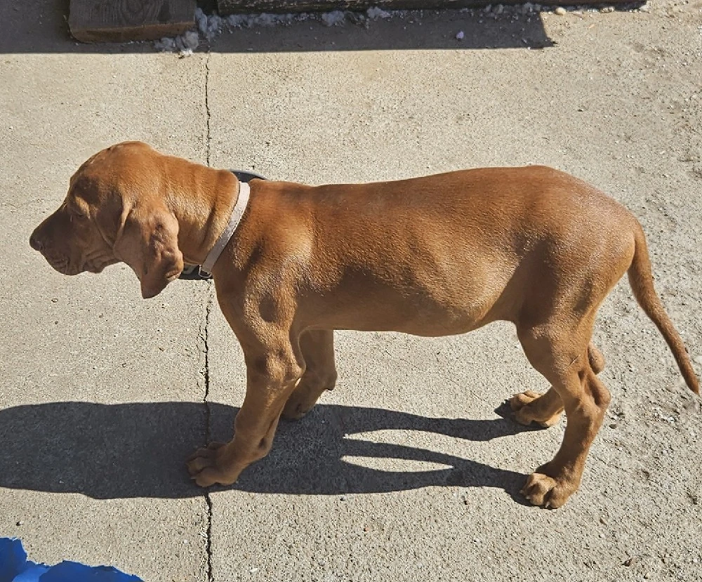 Căţeluşă"Vizsla maghiar " 