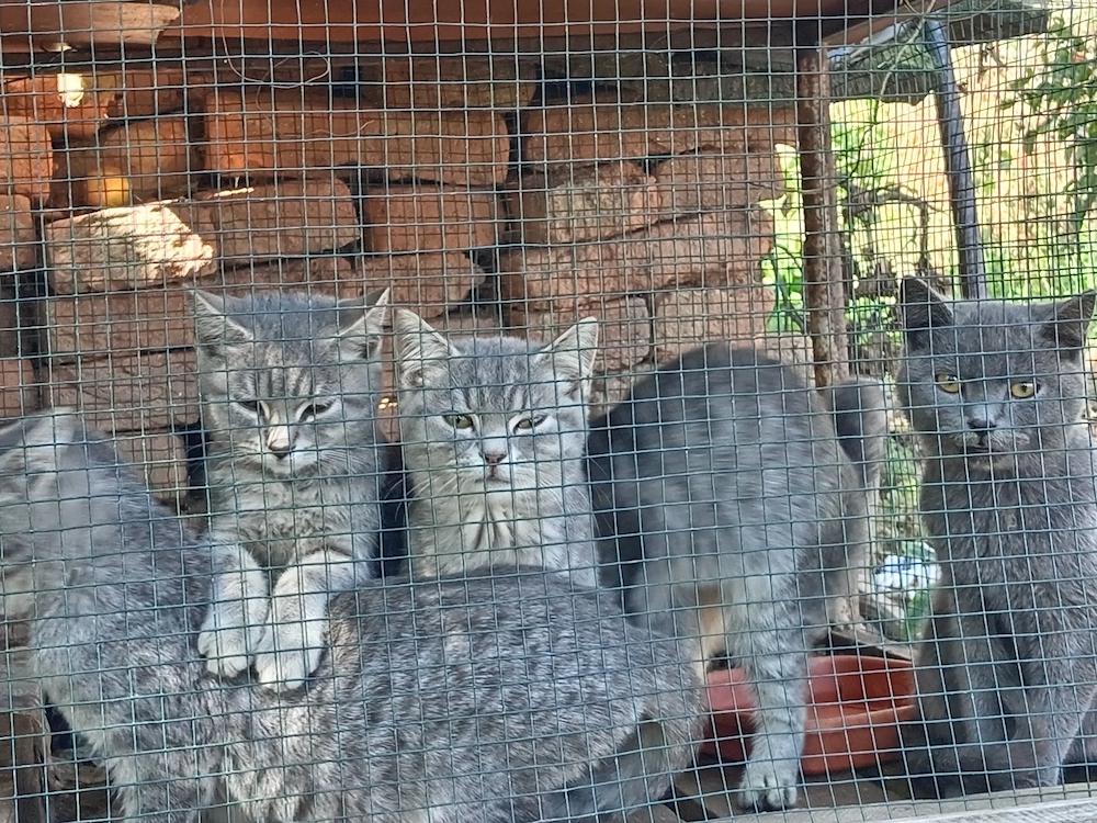 Pisici british tabby și shorthair 