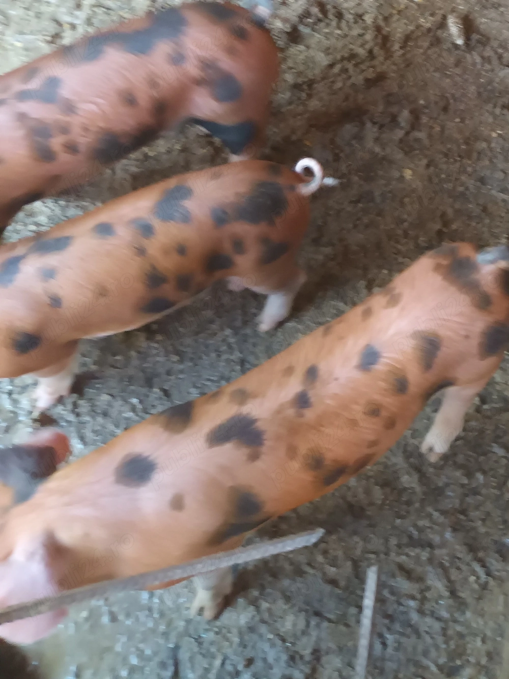 Purcei rasa Duroc 5 femele și 4 masculi crescuți cu cereale 