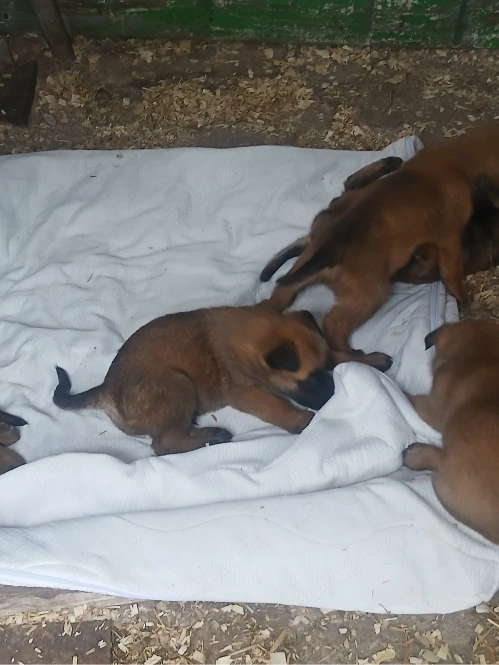 Ciobaesc belgian Malinois