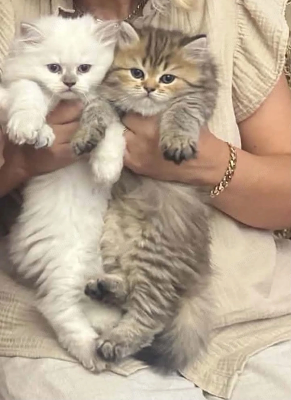 Puiuți British Longhair & Shorthair de vânzare   Părinți campioni cu pedigree | Craiova