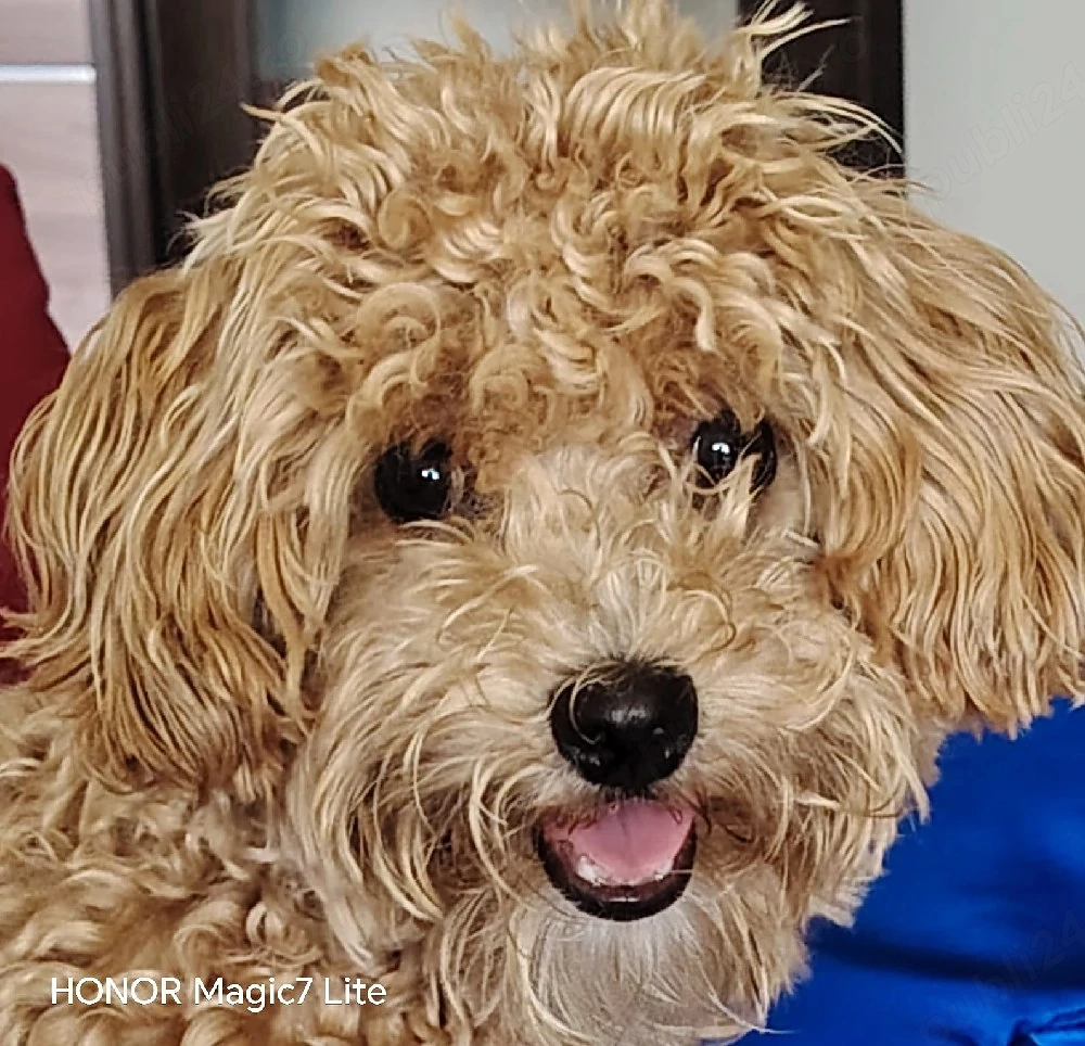 Vând cățel Maltipoo
