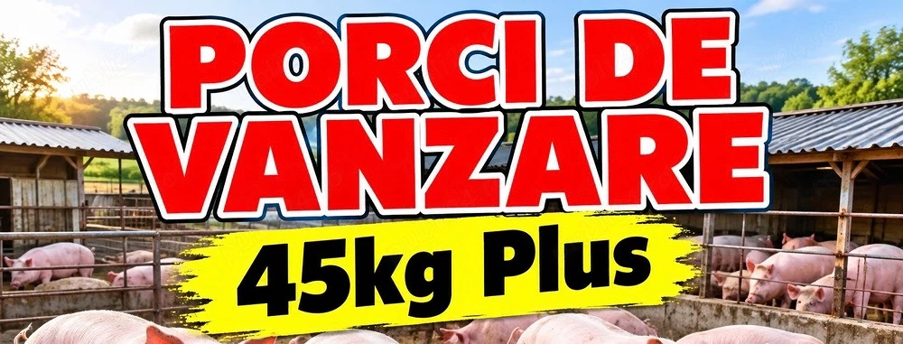 Porci de Vanzare 45kg plus! 