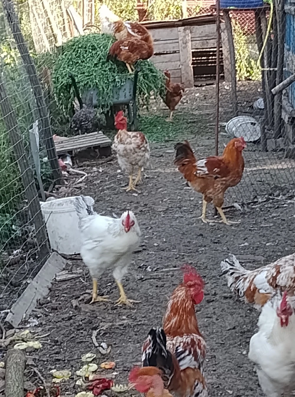 vind cocoși și Gâște tiner