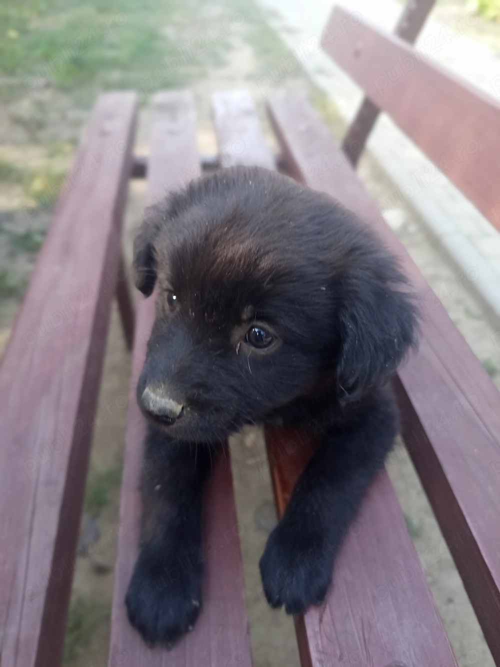 Catei de 7 saptamani spre adoptie! 