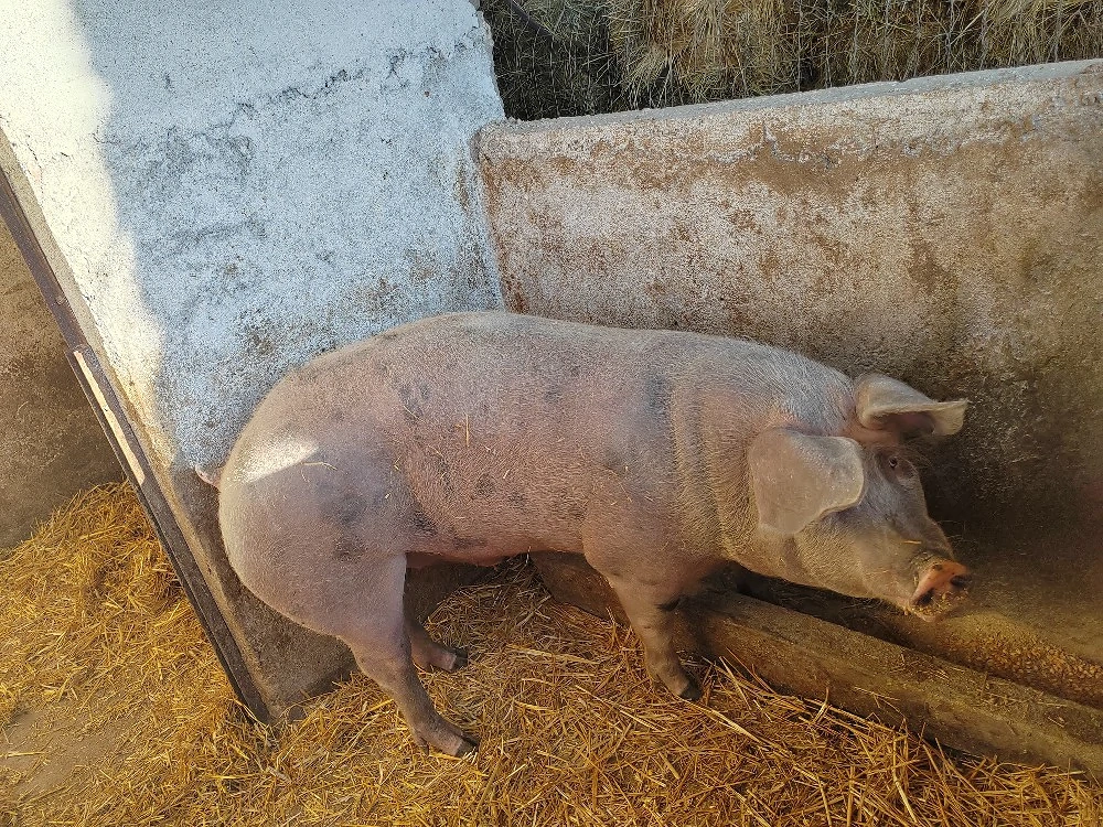 Se vinde 2 porci