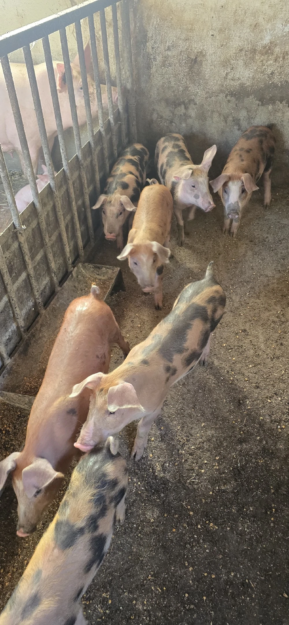 Purcei Petrain x Duroc