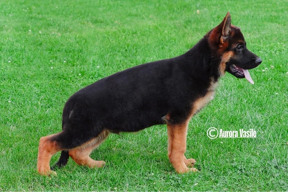 Super mascul ciobanesc german pedigree top