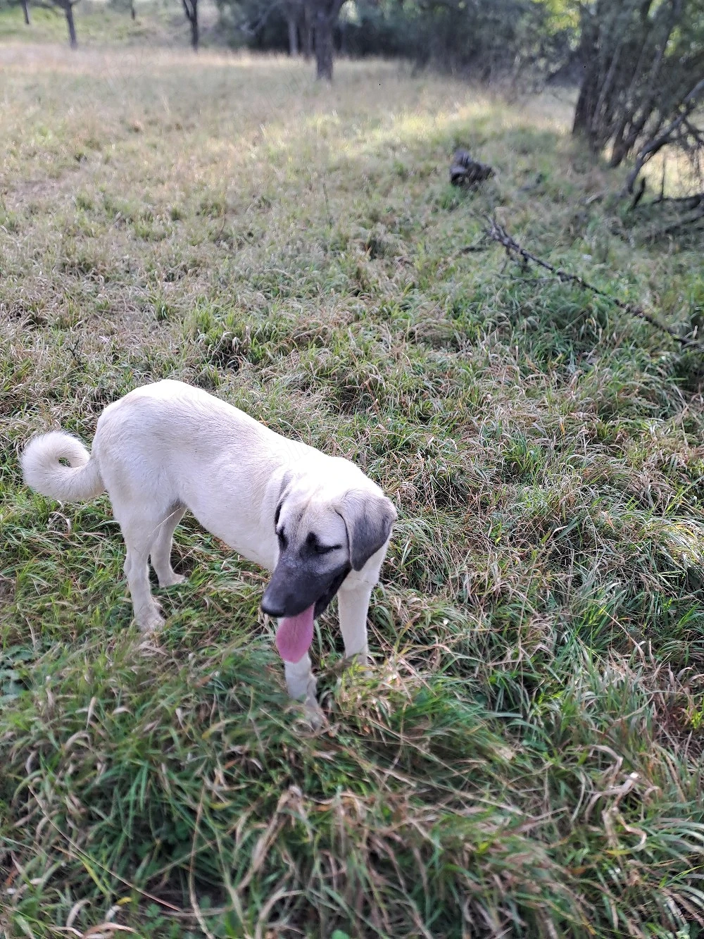 Cățea  Kangal Malakli disponibilă în vârstă de 6 luni