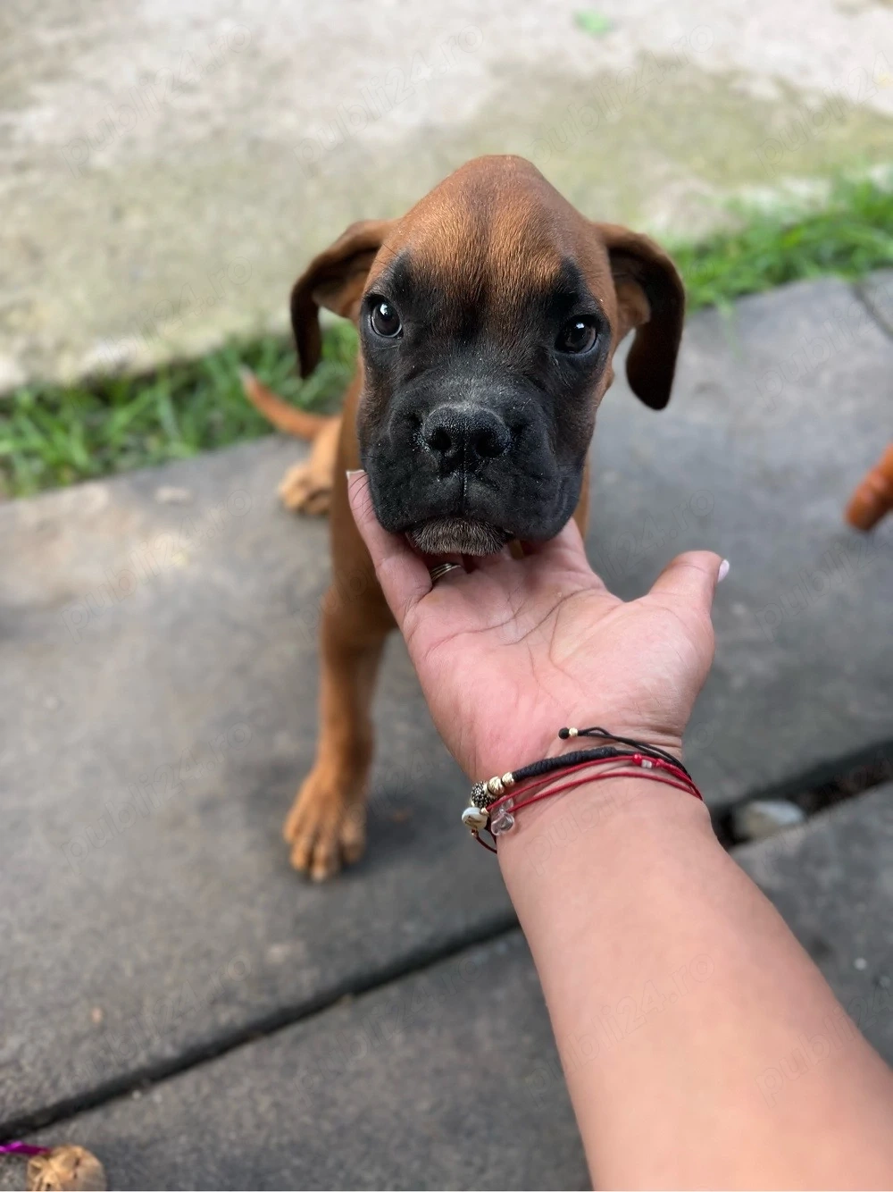    Pui Boxer   2 băieți, vaccinați și deparazitați
