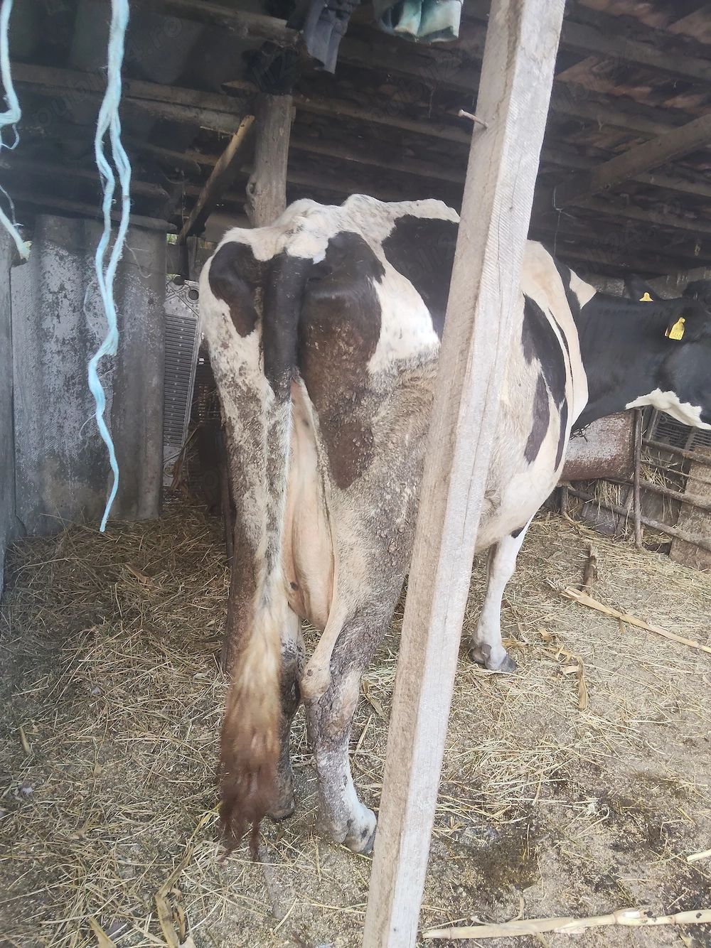 Vând vacă de lapte Holstein 