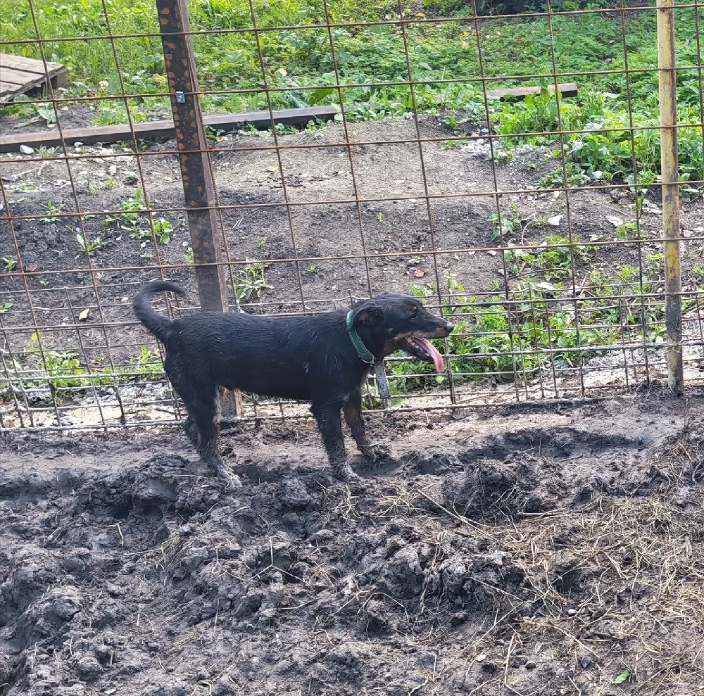 Caine de vânătoare Jagdterrier mascul 
