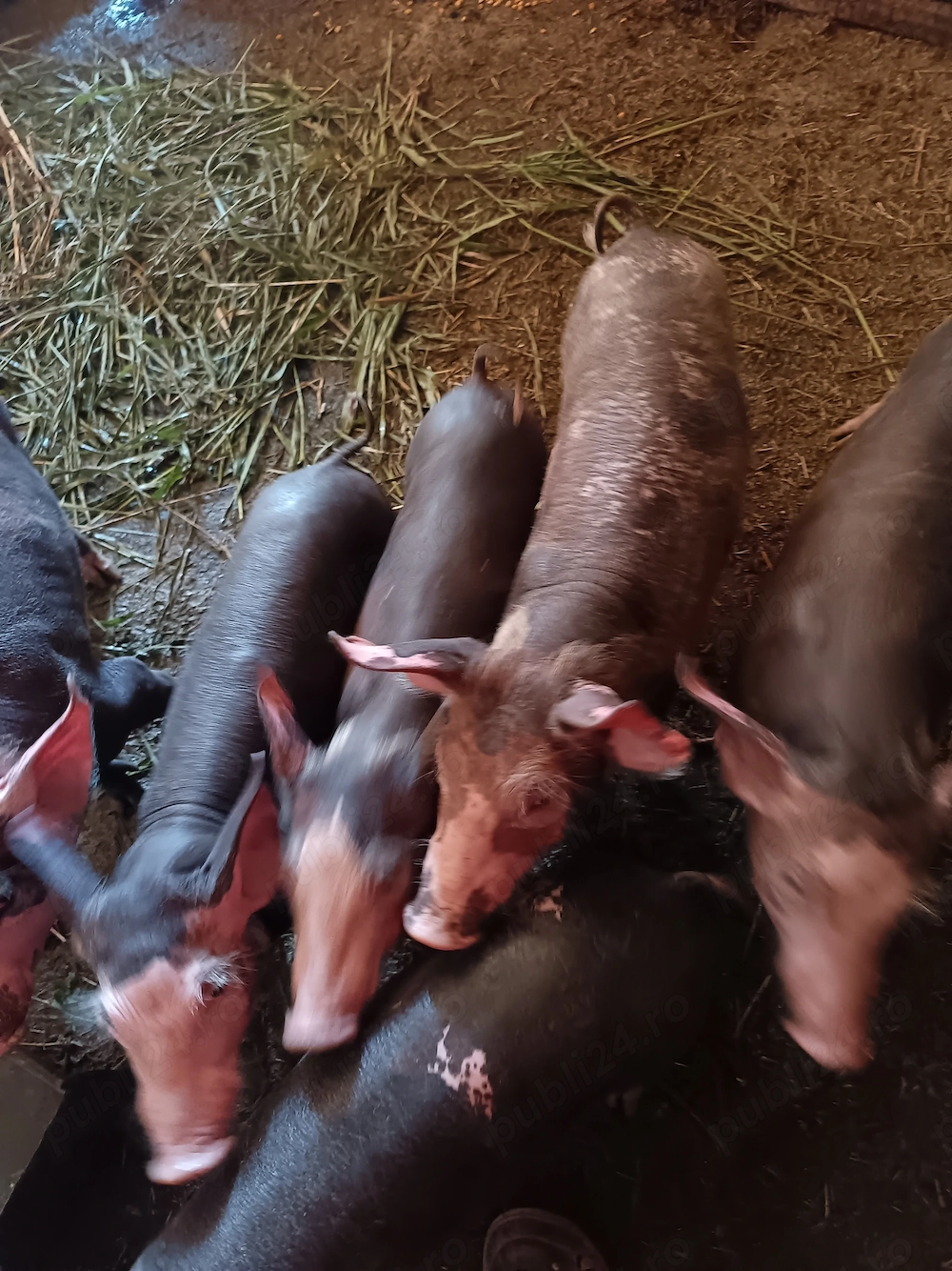 Porci pietran de vânzare 