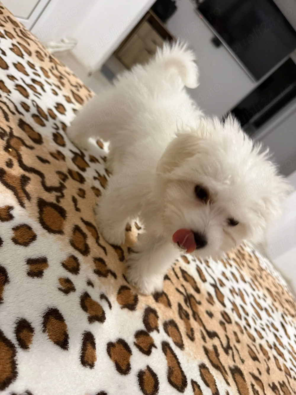 Bichoni Miny Toy