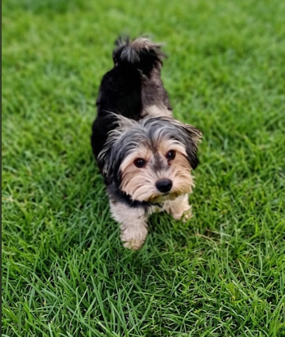 Băiat Yorkshire terrier  pedigree 