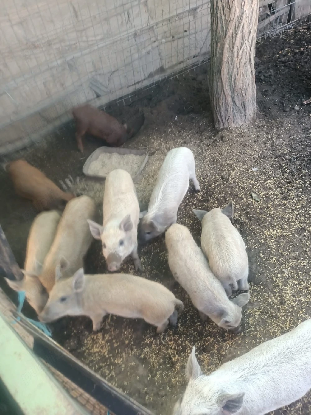 Purcei de vânzare