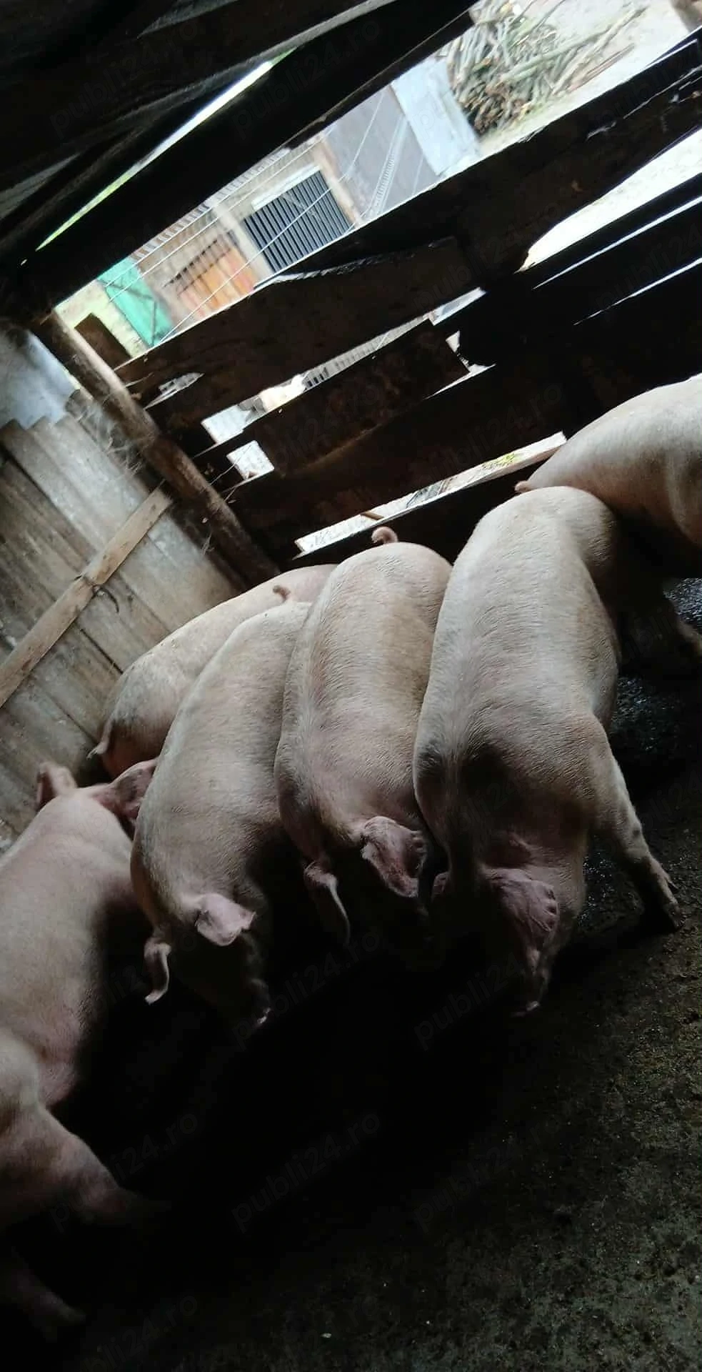 porci 100-150 kg 
