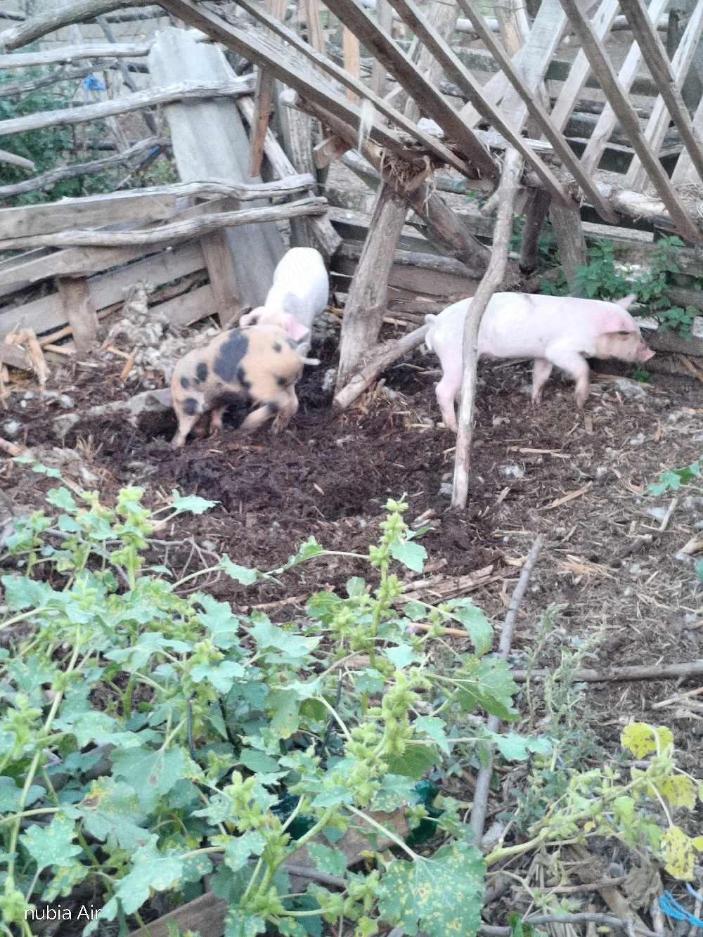 vand porci din marele alb 