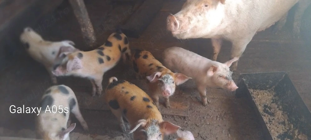 porci de vânzare 