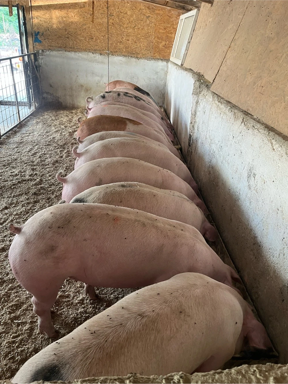 Porci de vanzare, luam arvune pentru craciun 