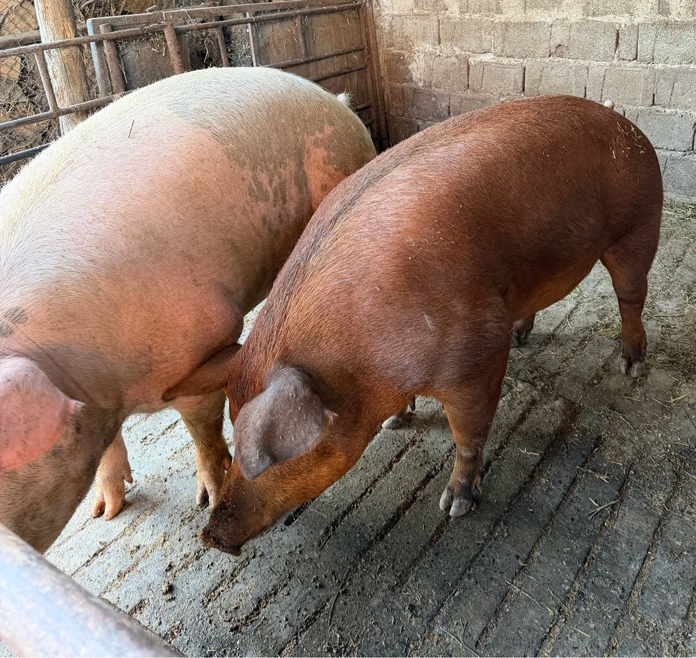 Porci tineri de carne 