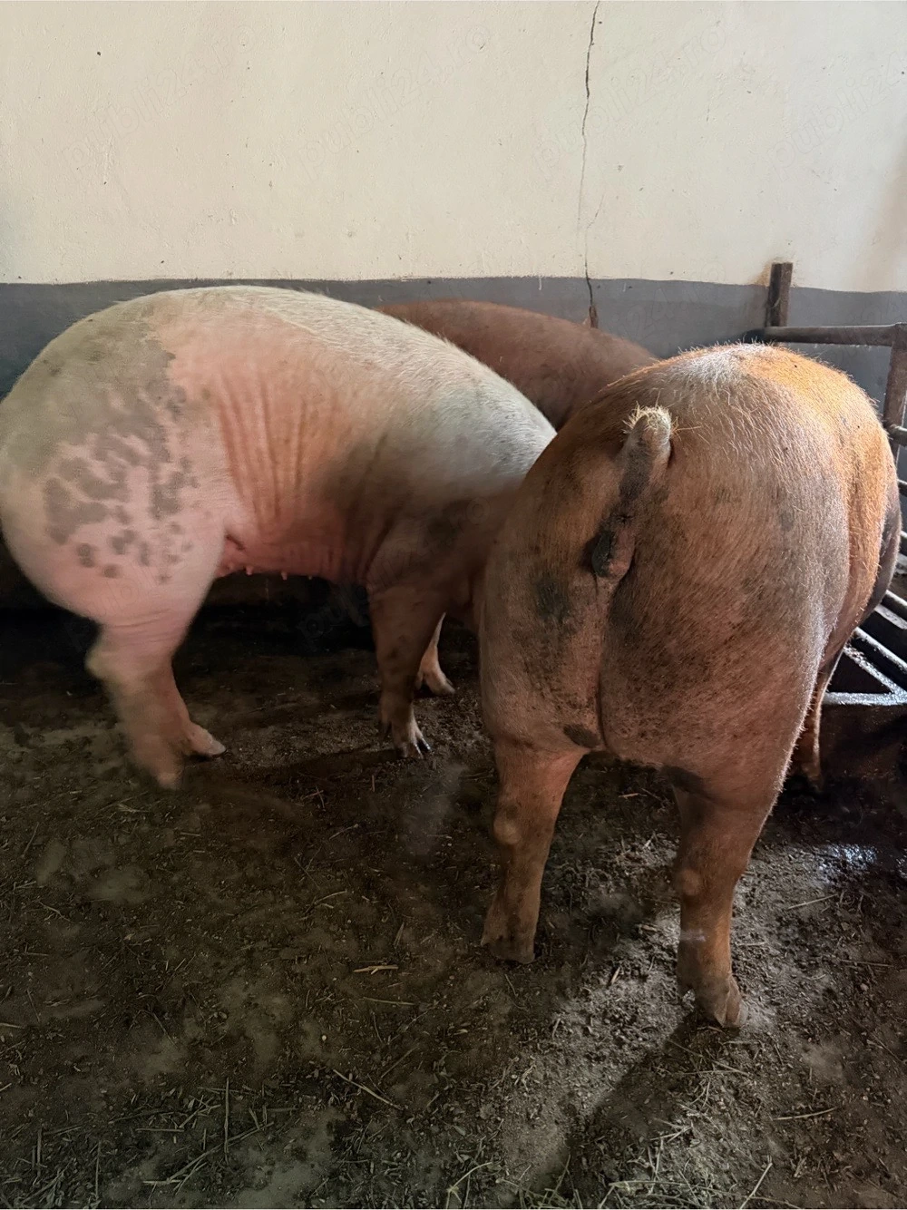 Porci de carne 