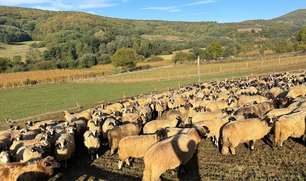 Vând efectiv de ovine din rasa Țurcana-oi Breze