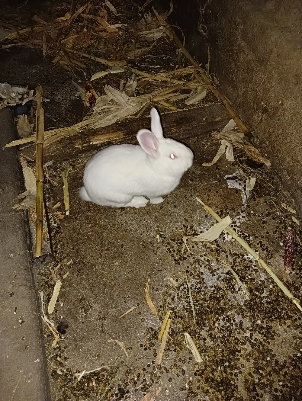 de vânzare iepuroi rasă pitică 