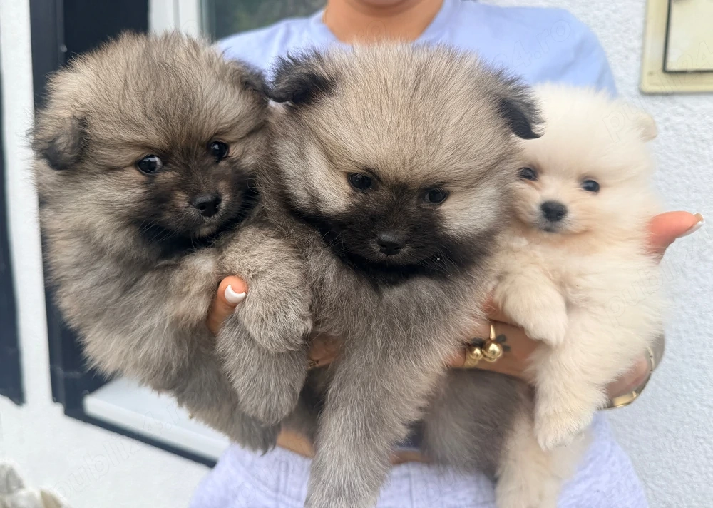 Caței pomeranian