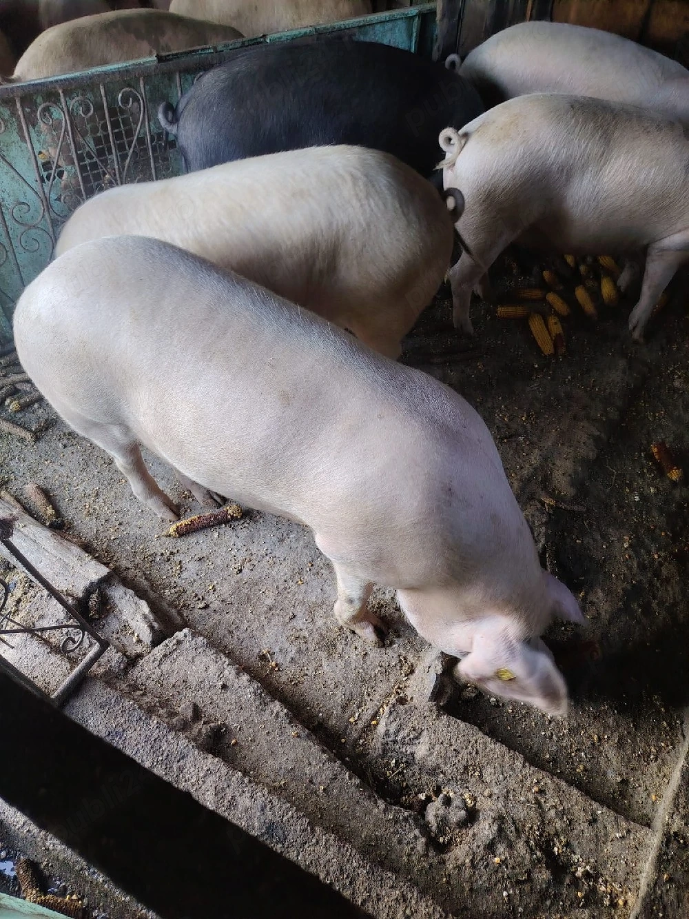 porci grasi