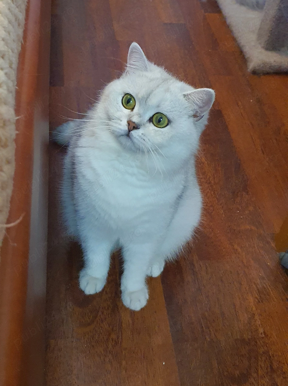 Adoptie pisica british sterilizata!
