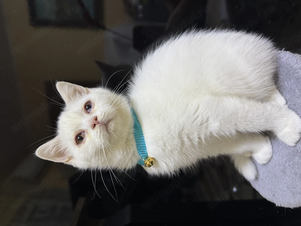 British shorthair- longair, scotish fold 