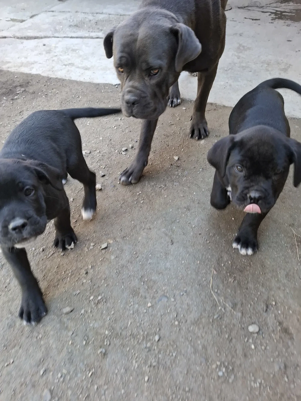 Cane corso puiuti            