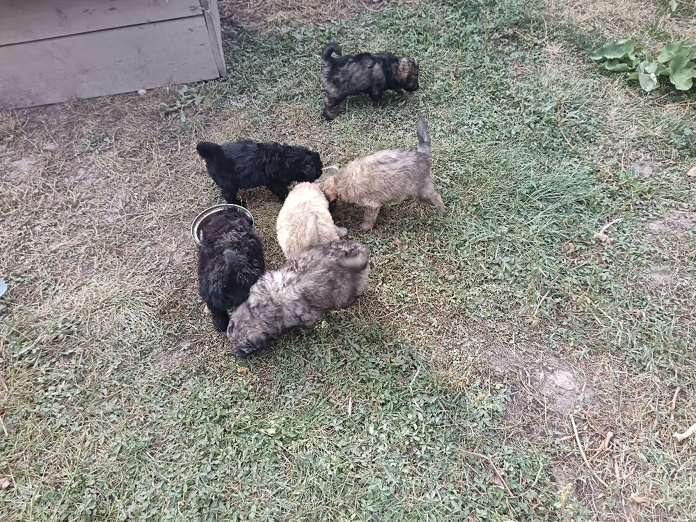 Cățeluși pentru adopție 