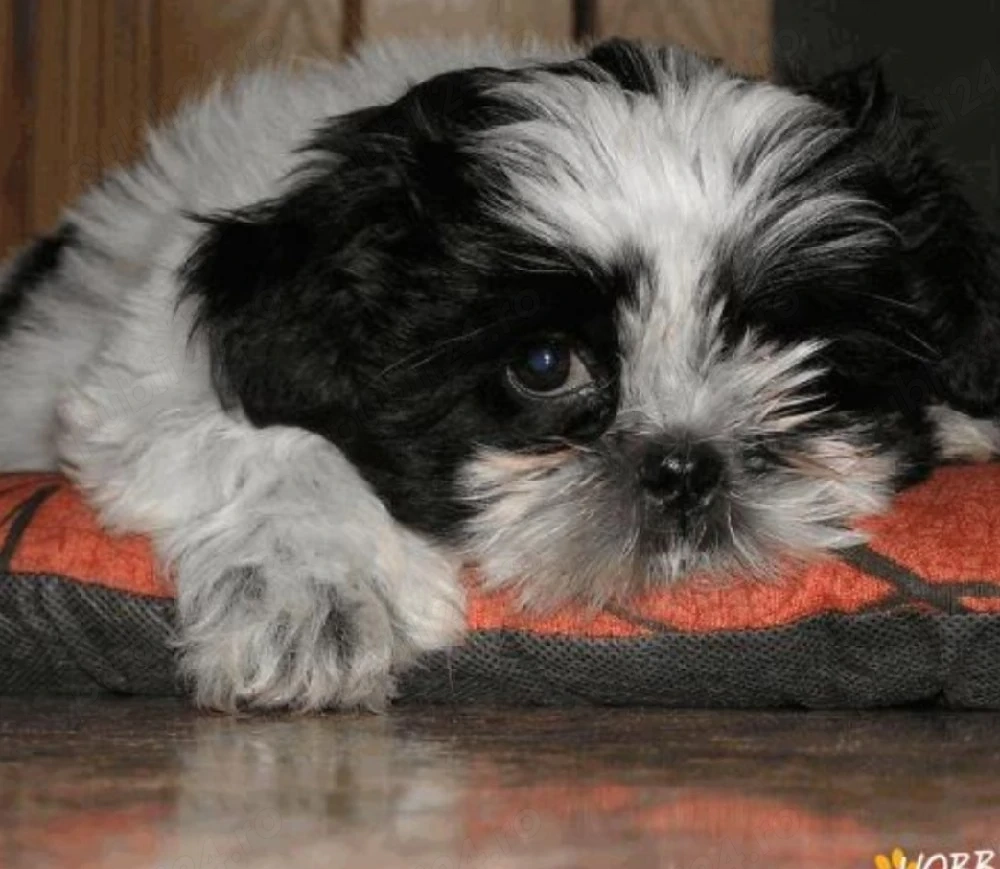 catelus shih tzu de 4 luni   de vanzare 