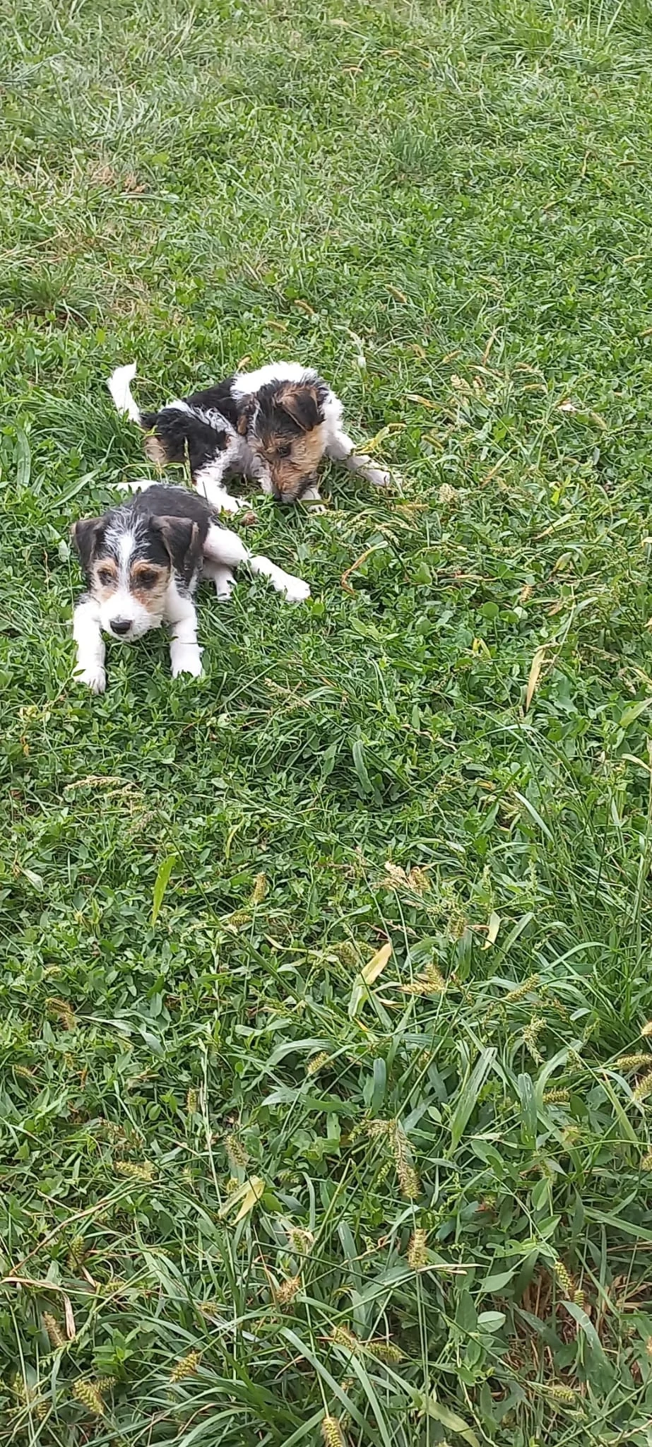 Fox terrier sârmos 