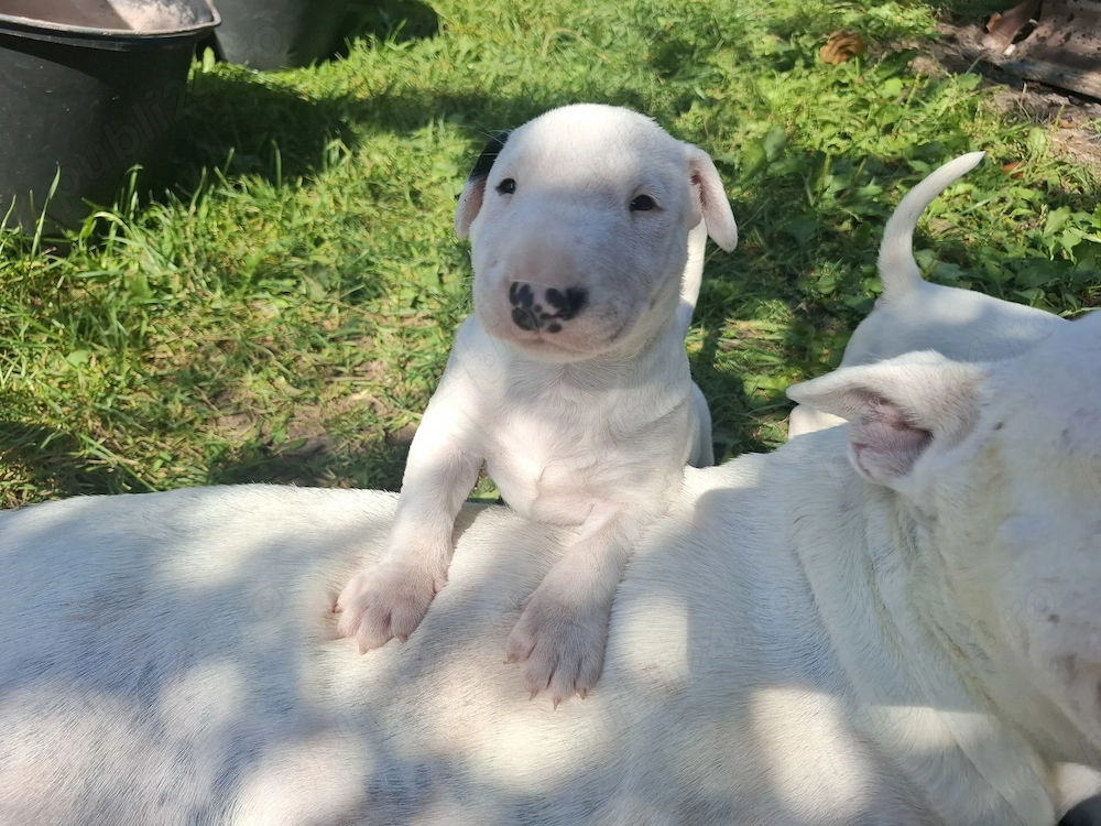 Bull terrier cu carnet de sanatate 