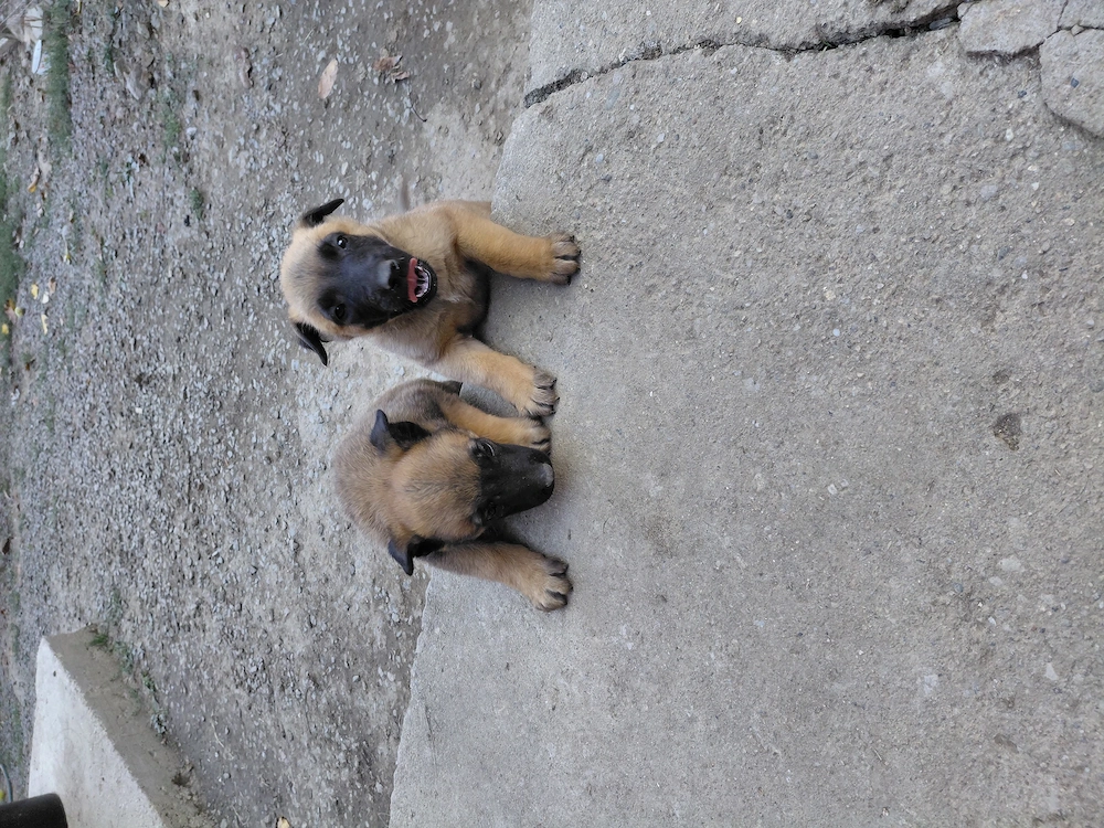 Belgian Malinois de vânzare!!