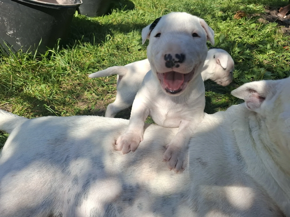 Bull terrier cu carnet de sanatate