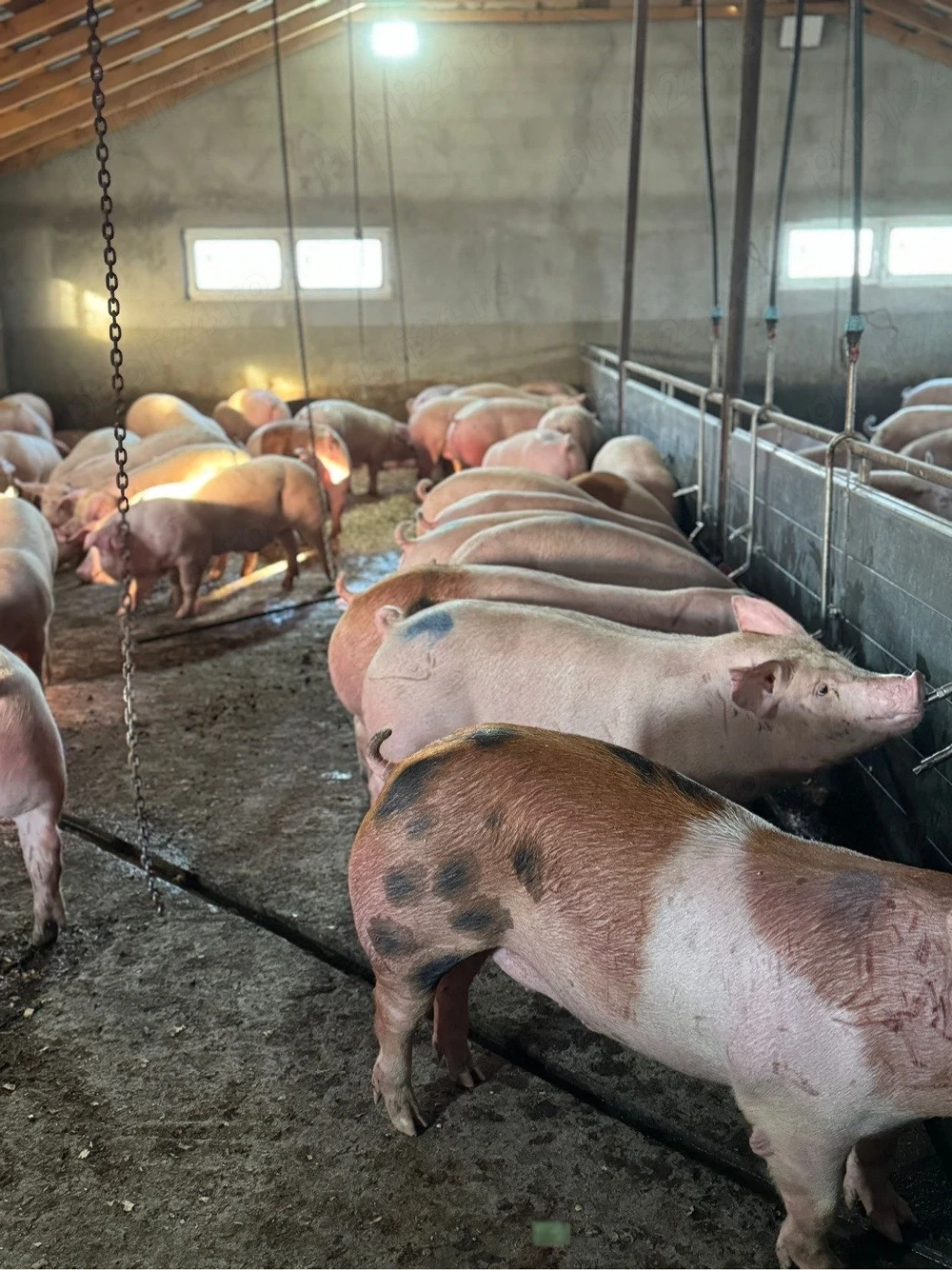 Porci de vanzare 